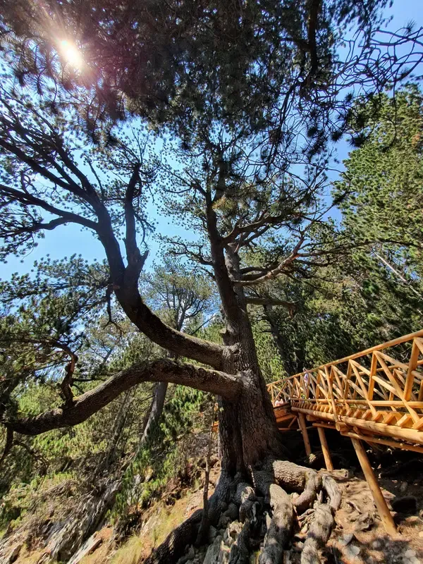 Байкушева мура