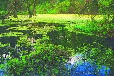 Природен парк Златни пясъци